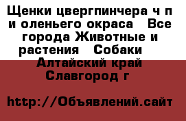 Щенки цвергпинчера ч/п и оленьего окраса - Все города Животные и растения » Собаки   . Алтайский край,Славгород г.